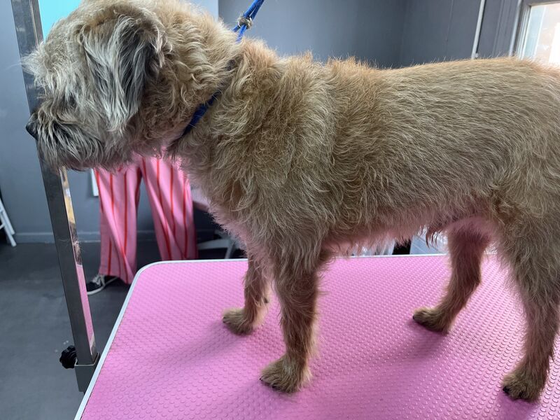A border terrier after a full groom