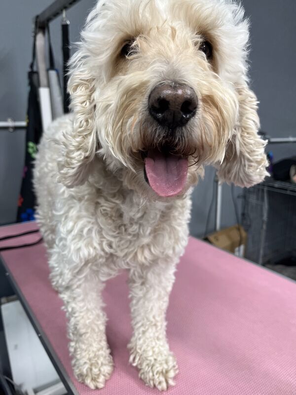 A happy, freshly groomed cockapoo