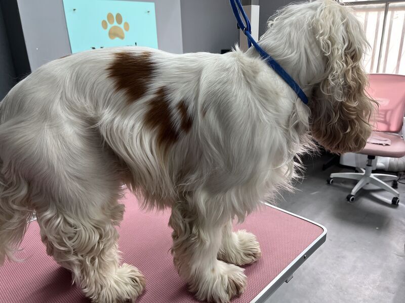 Cocker spaniel after a full groom