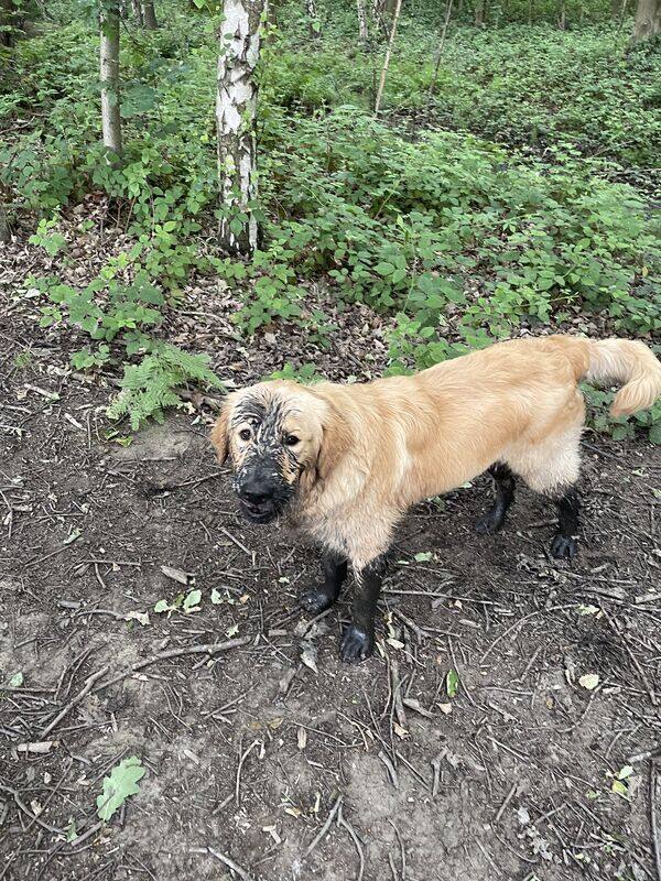 Golden retriever puppy near Newmillerdam Country Park, Keith's K9 Care, Hall Green WF4