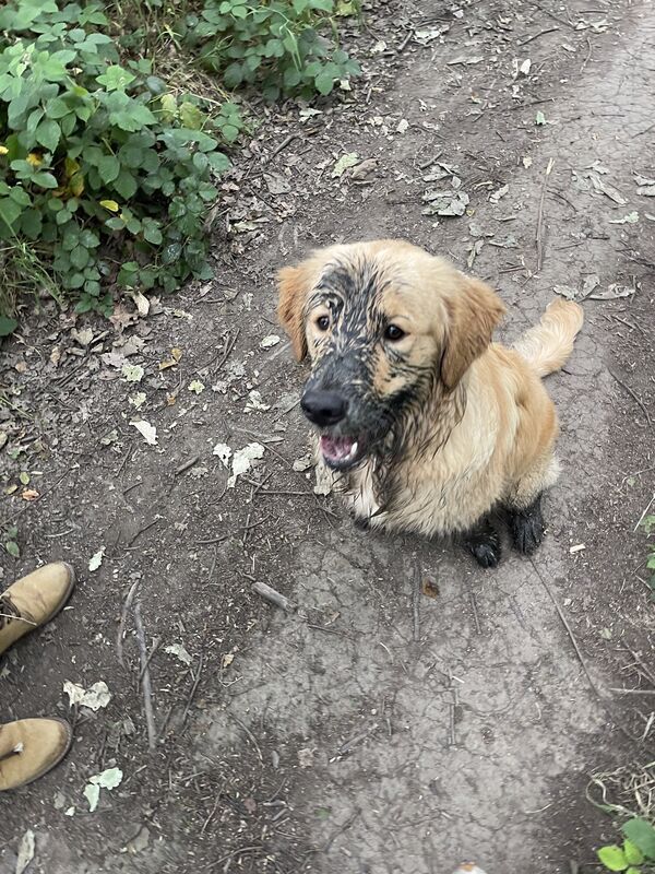 A young golden retriever puppy