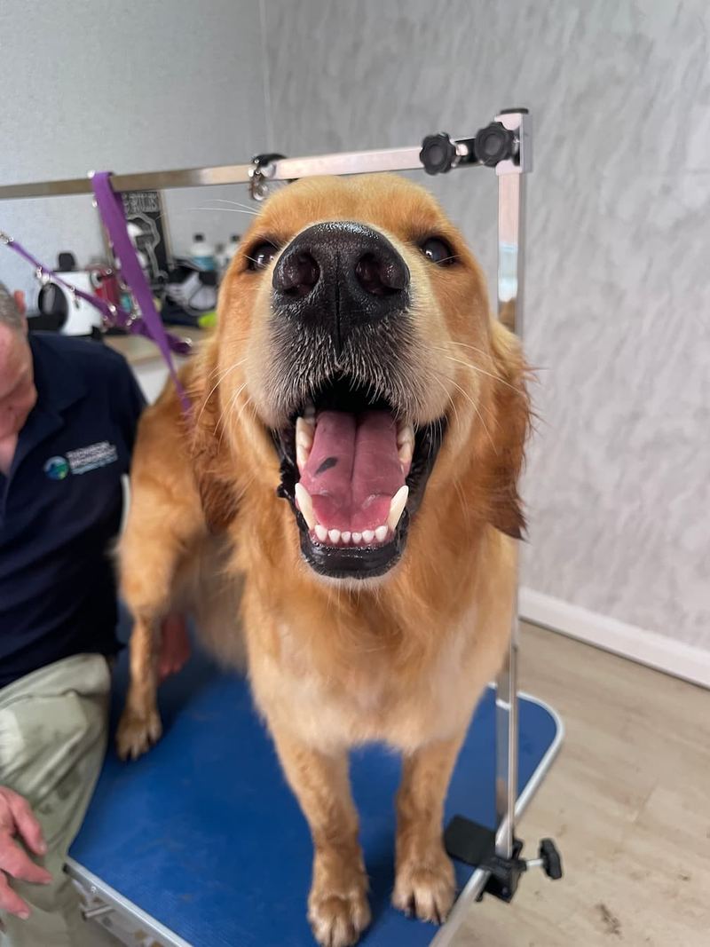 Goldem Retriever enjoying a full bath and groom in Keith's K9 Care home salon, Hall Green WF4