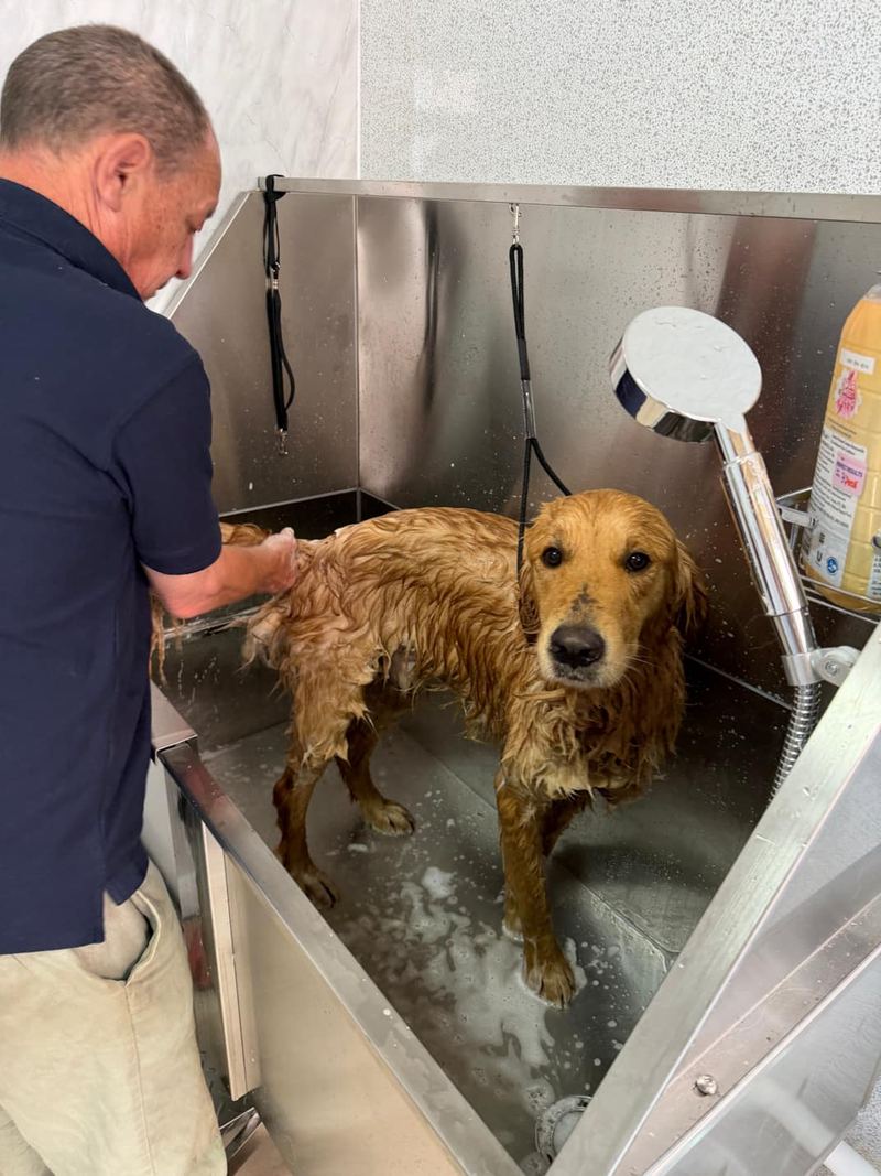 Golden retriever being bathed before its groom at Keith's K9 Care