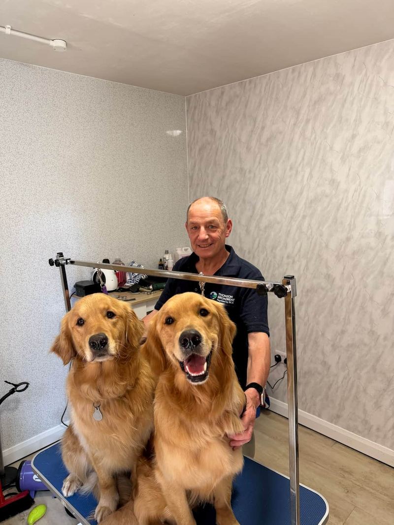 Two golden retrievers looking fluffy after a full groom